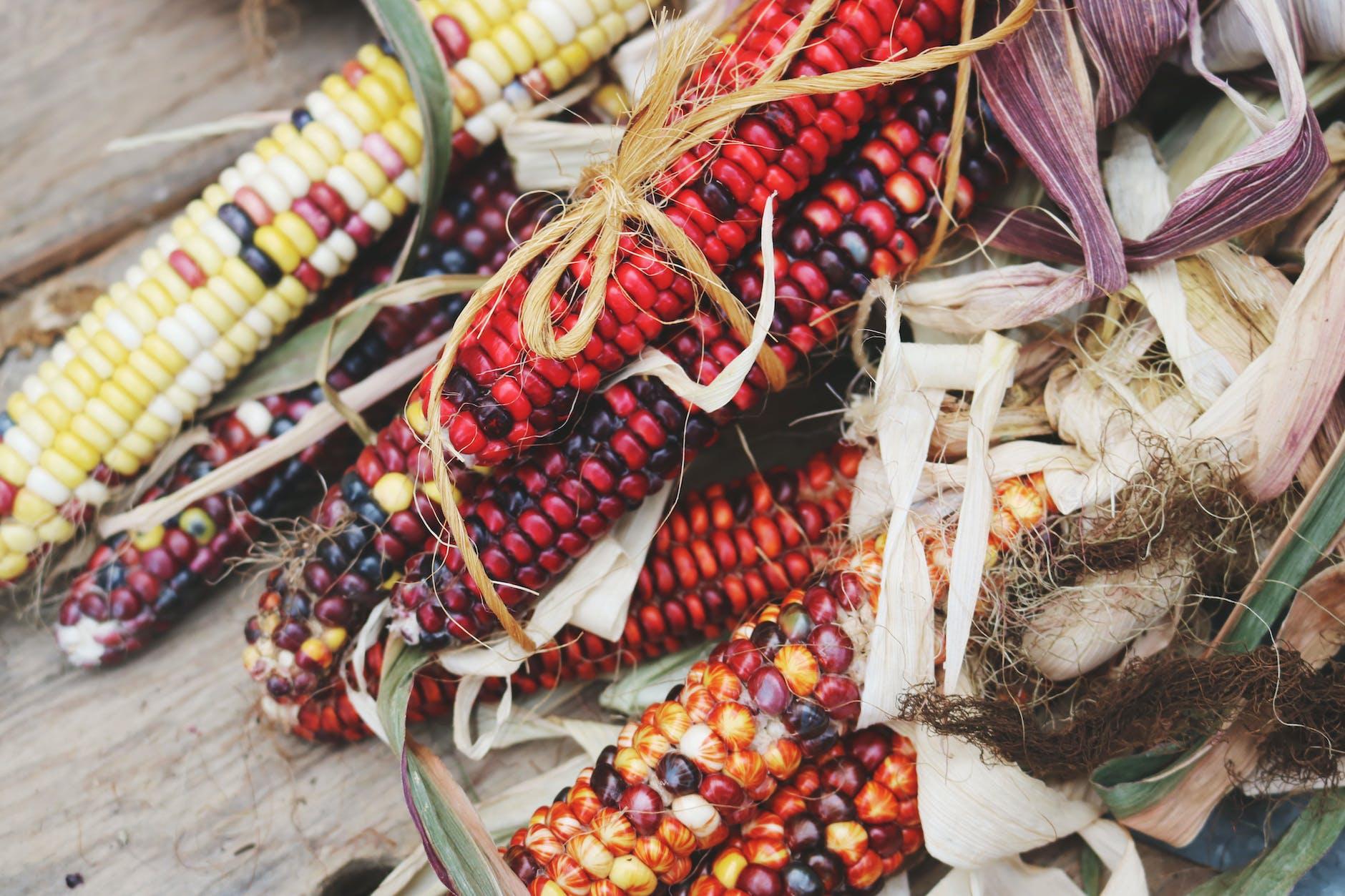red and black corn for corn dolly Lughnasadh craft, Lammas corn husk doll, a Pagan harvest tradition to celebrate first harvest
