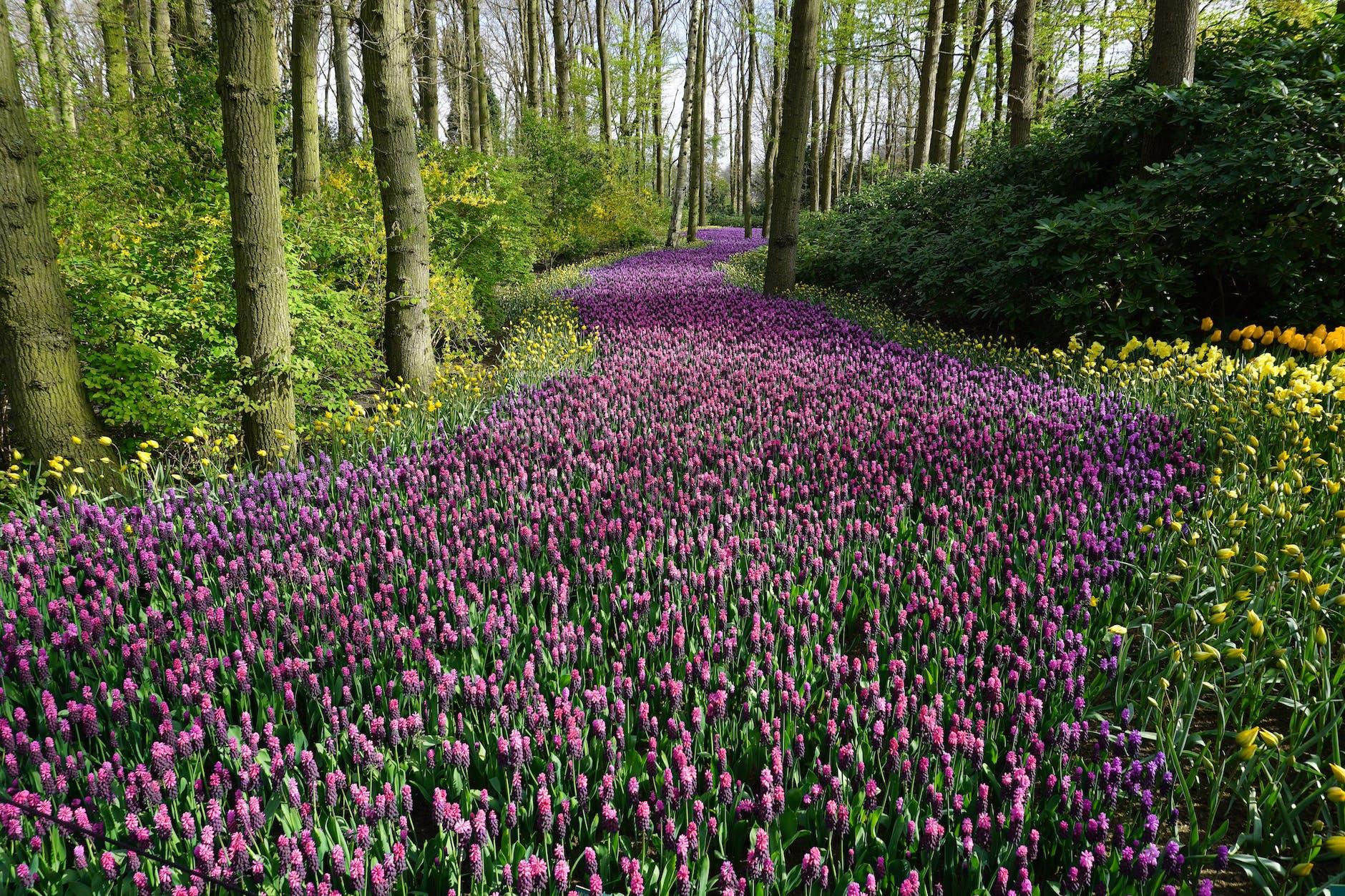 pink flower field path, illustrating the potentials of guided imagery for achieving a calm mind, relaxed body, and accessible stress relief