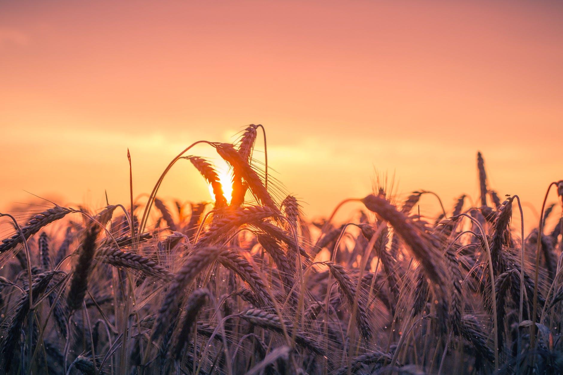 Lughnasadh & More First Harvests: Global Abundance Festivals