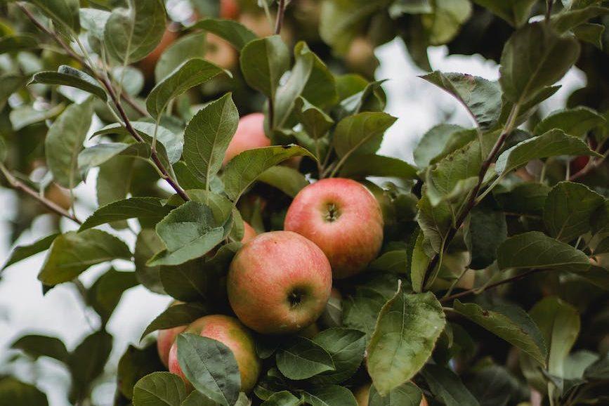 ripe apples growing on green tree branches for Lughnasadh, first harvest, abundance festivals, to celebrate harvest and honor seasonal traditions