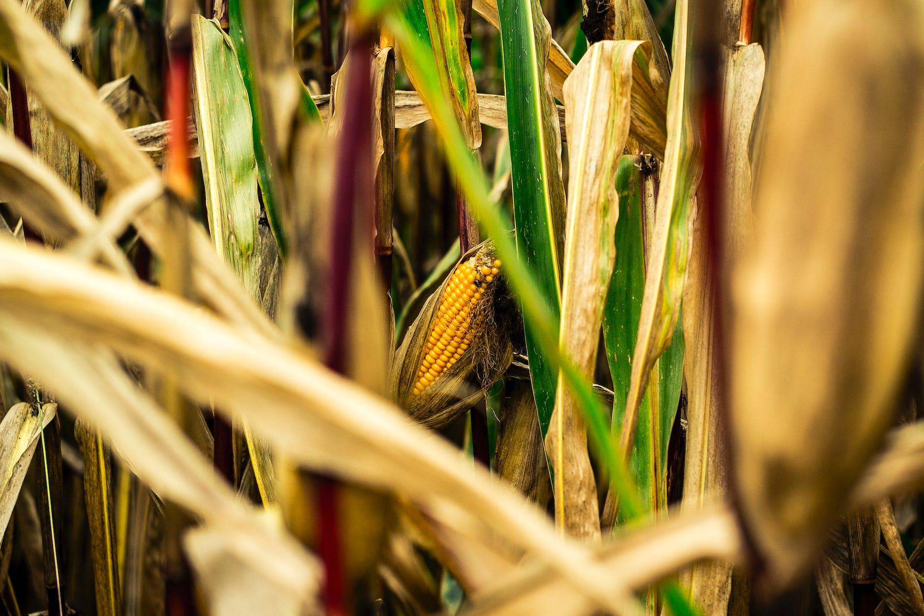 brown and green corn field for Green Corn Ceremonies, first harvest, abundance festivals, to celebrate harvest and honor seasonal traditions