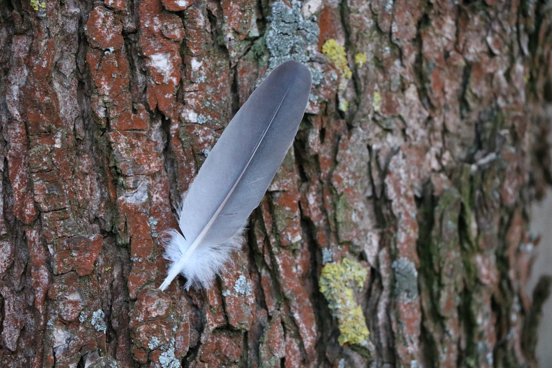 grey feather oo brown tree