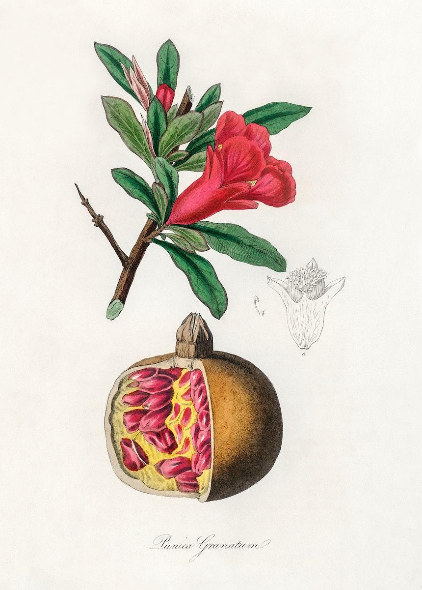 The pomegranate (Punica granatum) illustration from Medical Botany (1836) by John Stephenson and James Morss Churchill, evoking: Persephone, Greek goddess, transformation, Scorpio season, and Autumn themes