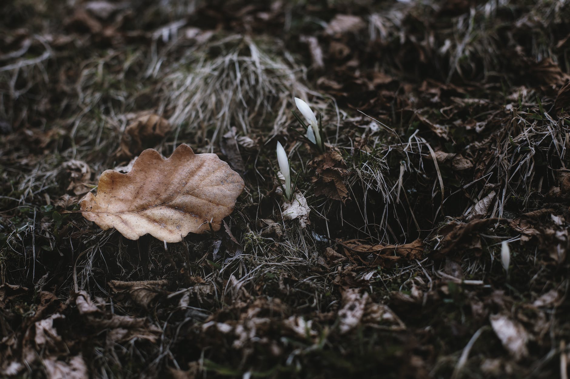 close up photography of dry leaves, evoking: Persephone, Greek goddess, transformation, Scorpio season, and Autumn themes