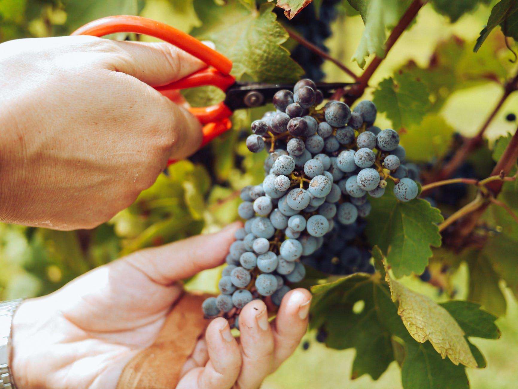 person harvesting grapes