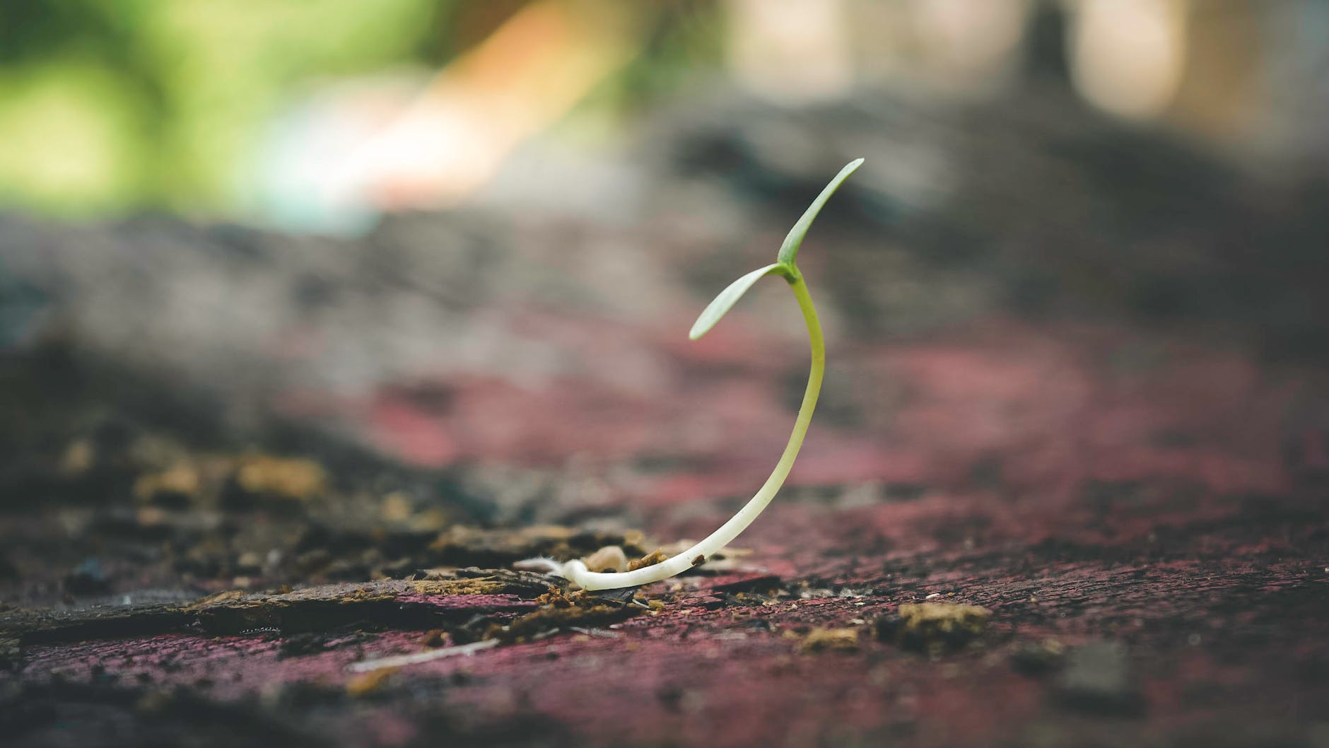 shallow focus of sprout, evoking: Persephone, Greek goddess, transformation, Scorpio season, and Autumn themes
