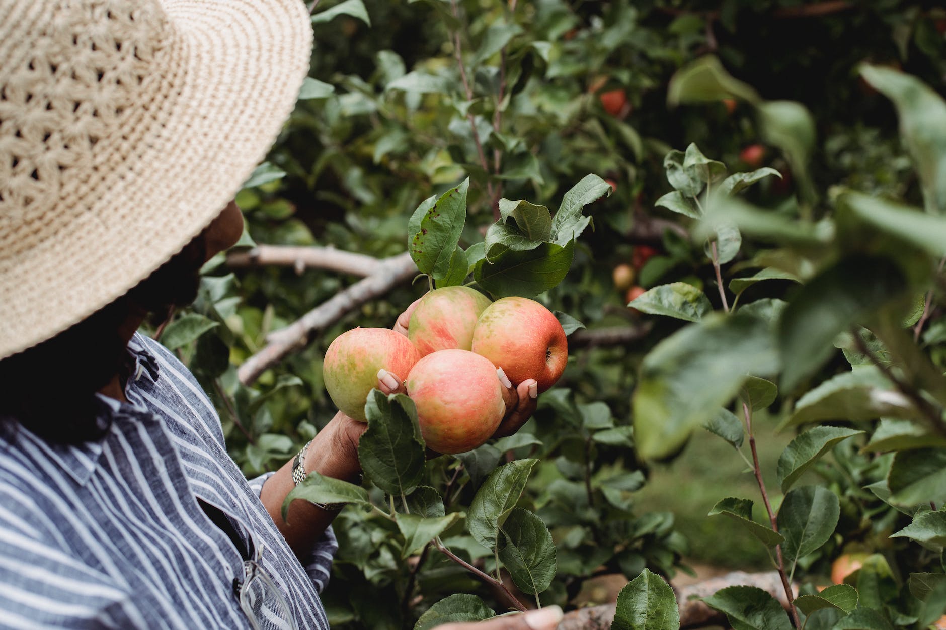Nurturing Your Spiritual Garden: A Mabon Metaphor