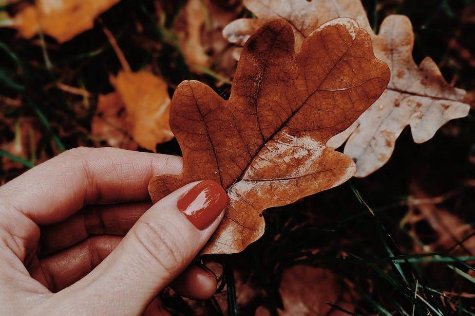 close up photo of person holding fallen leaf, evoking: Mabon wreath, autumn equinox craft, seasonal wreath symbolism, harvest celebration decor, and DIY fall wreath