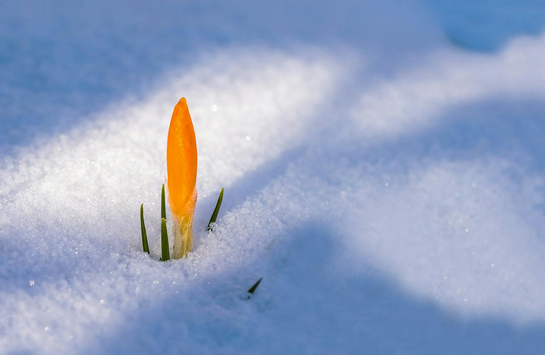 Imbolc Insights: Nurturing Personal and Professional Flourishing