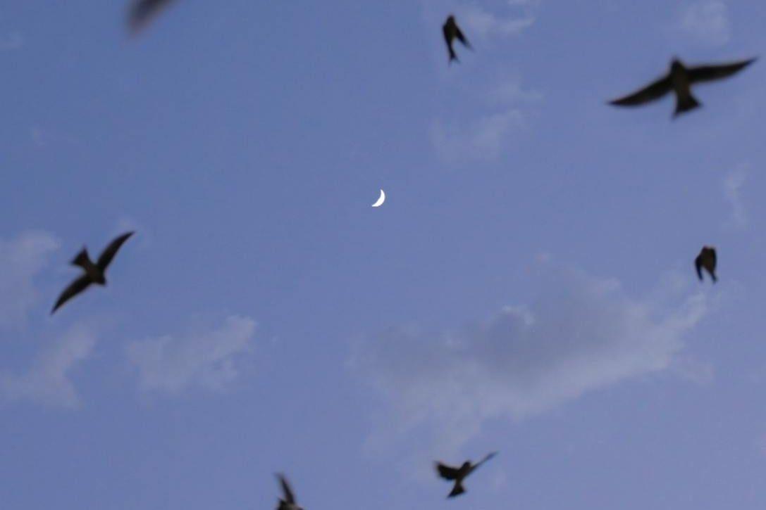birds flying in the sky with moon, showing: moon effects on humans, lunar rhythms, lunar phases and emotions, moon influence science, and moon biological rhythms