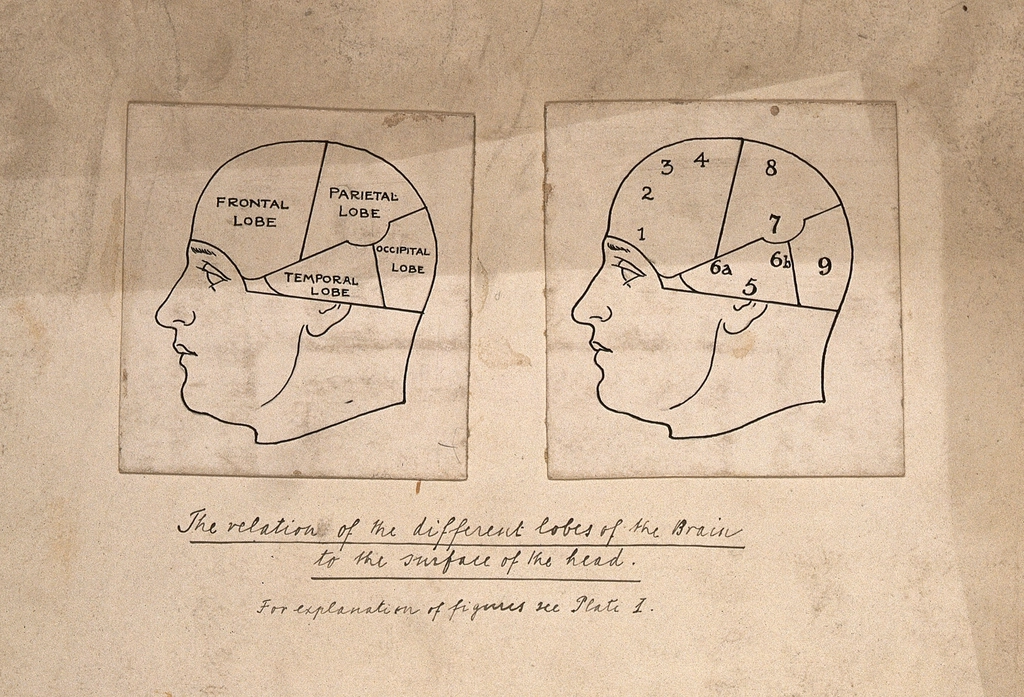 Two sections brain, divided different