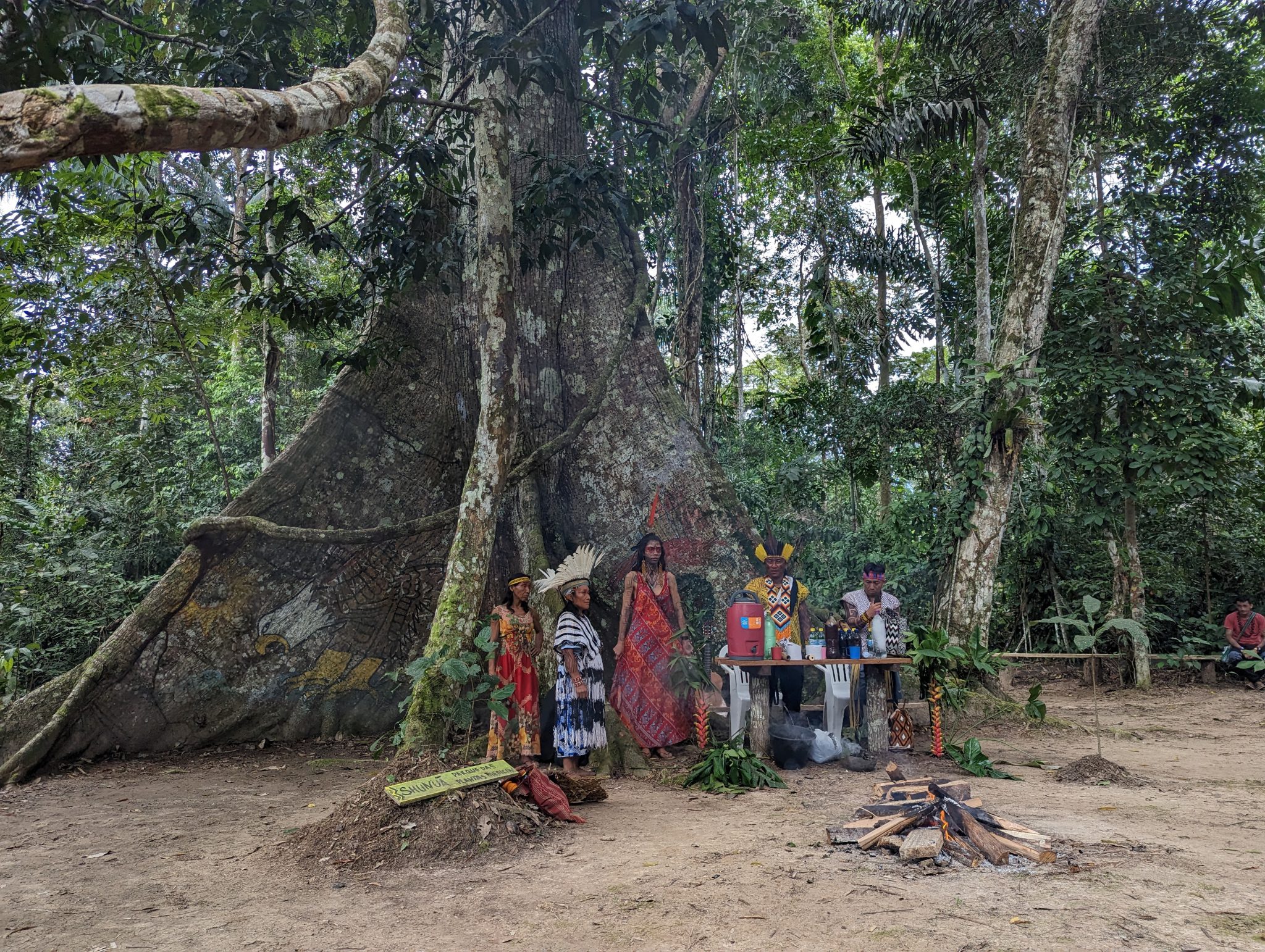 Huni Kuin Pajés conducting ceremony in front of their sacred tree, Shunuã; in the Amazon rainforest, Acre, Brazil. Photo by mayryanna.