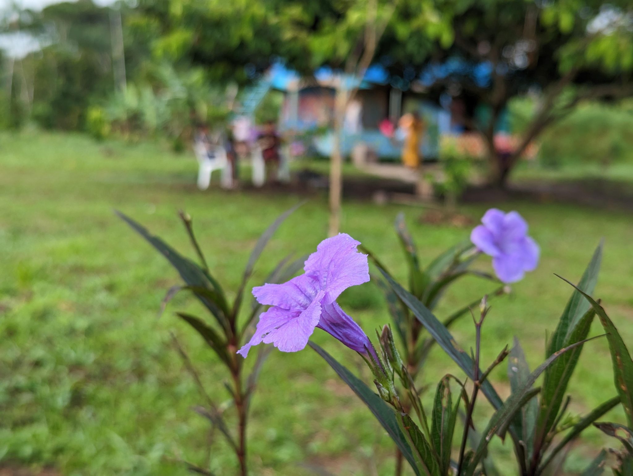 Purple flowers bloom at the center of a Huni Kuin village in Amazonia. Photo by mayryanna.