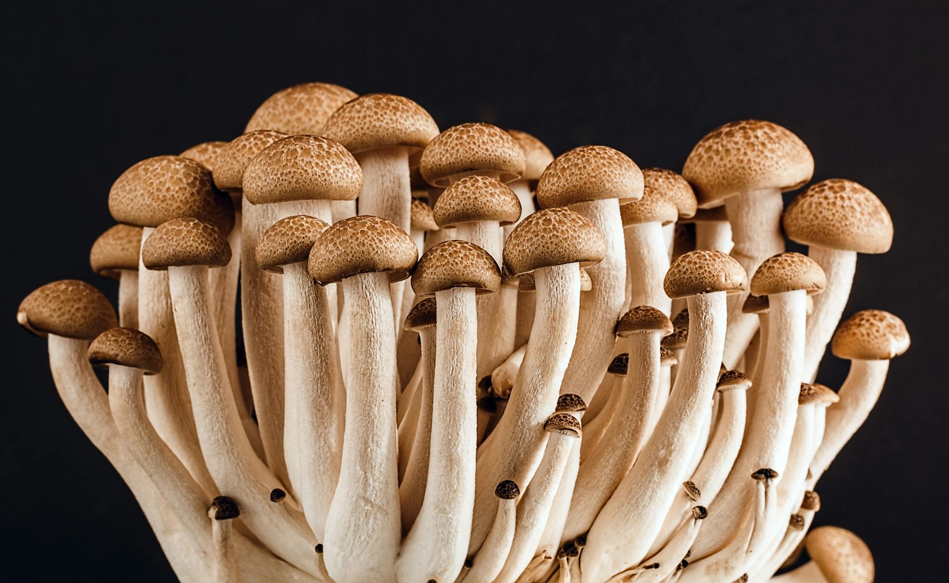 brown mushroom
