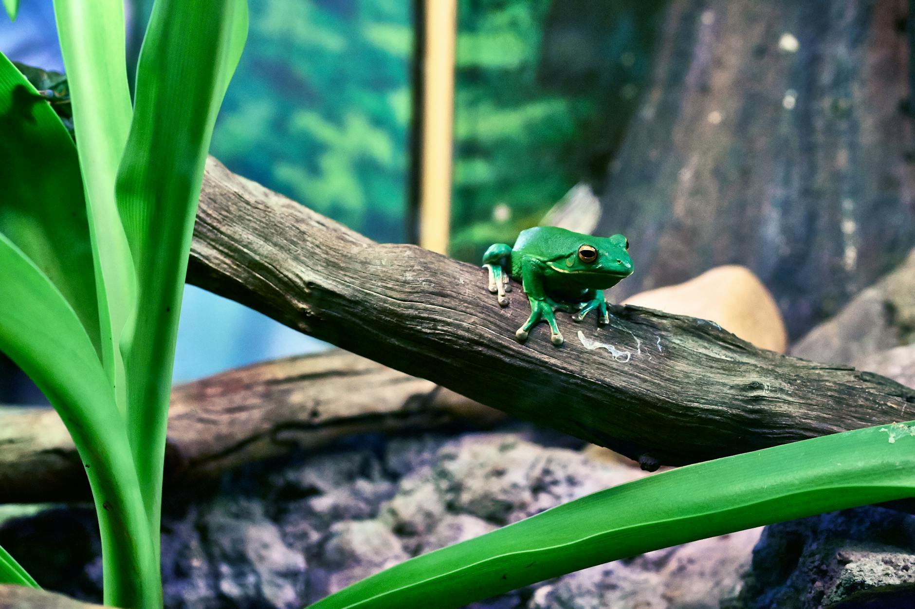 green tree frog perching on tree during daytime