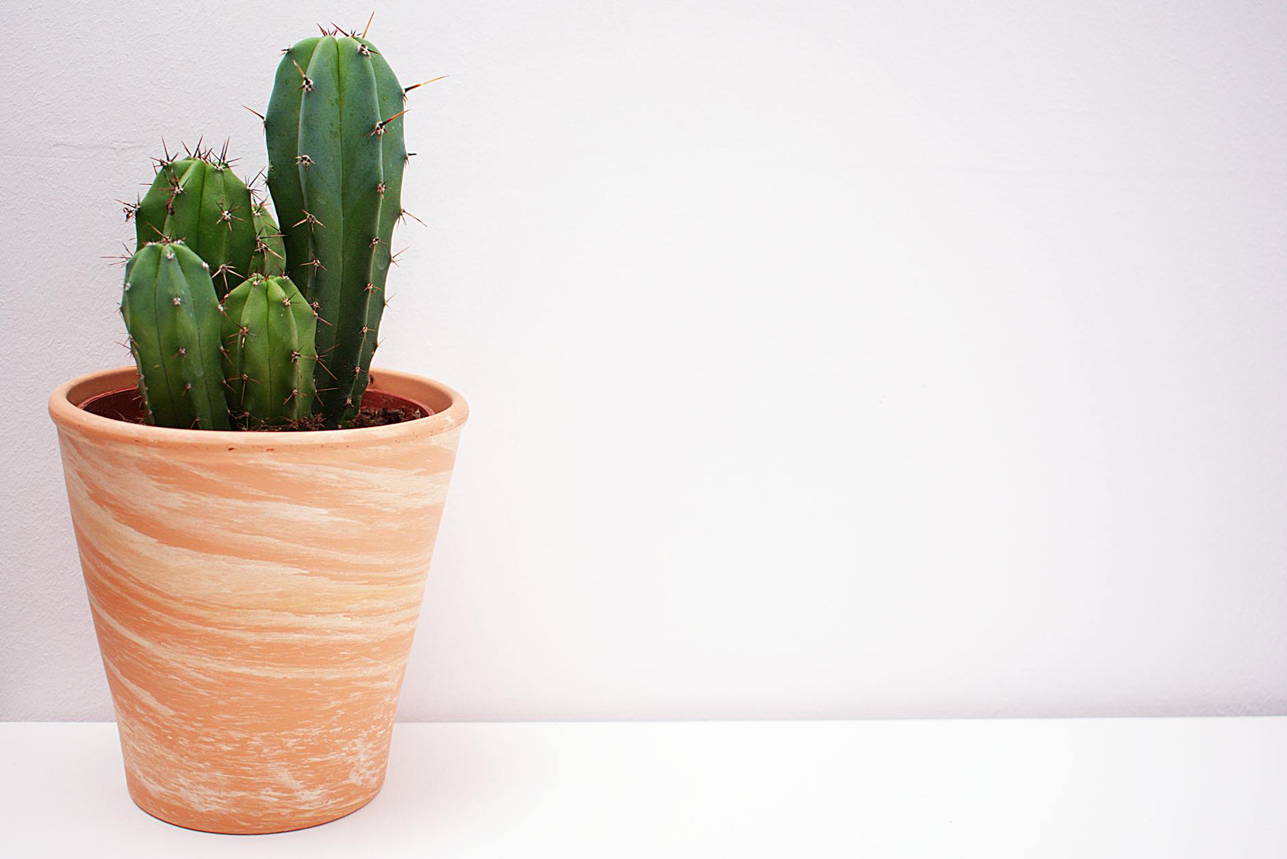cactus in brown vase