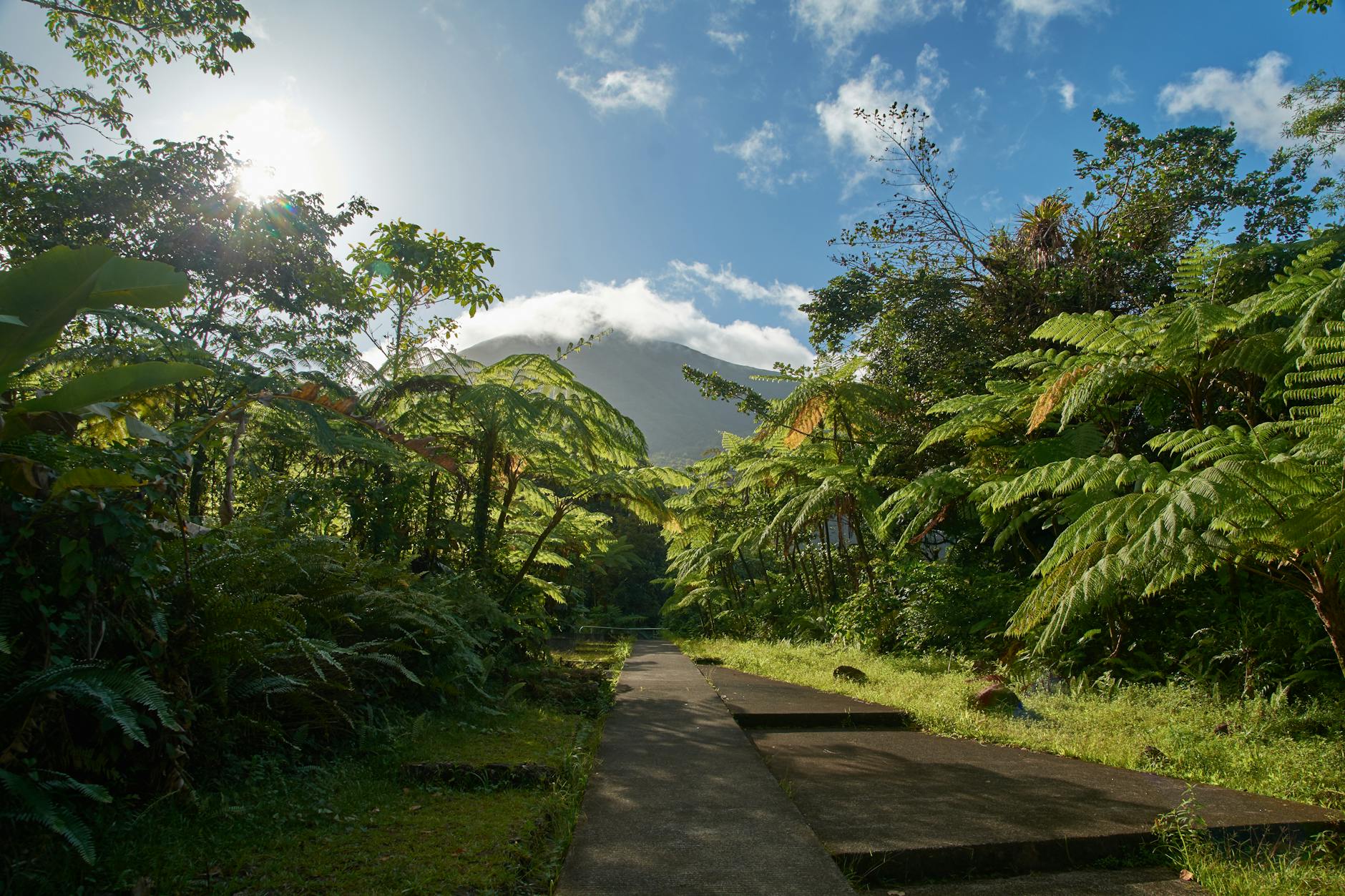 paved pathway between trees and plants under blue sky