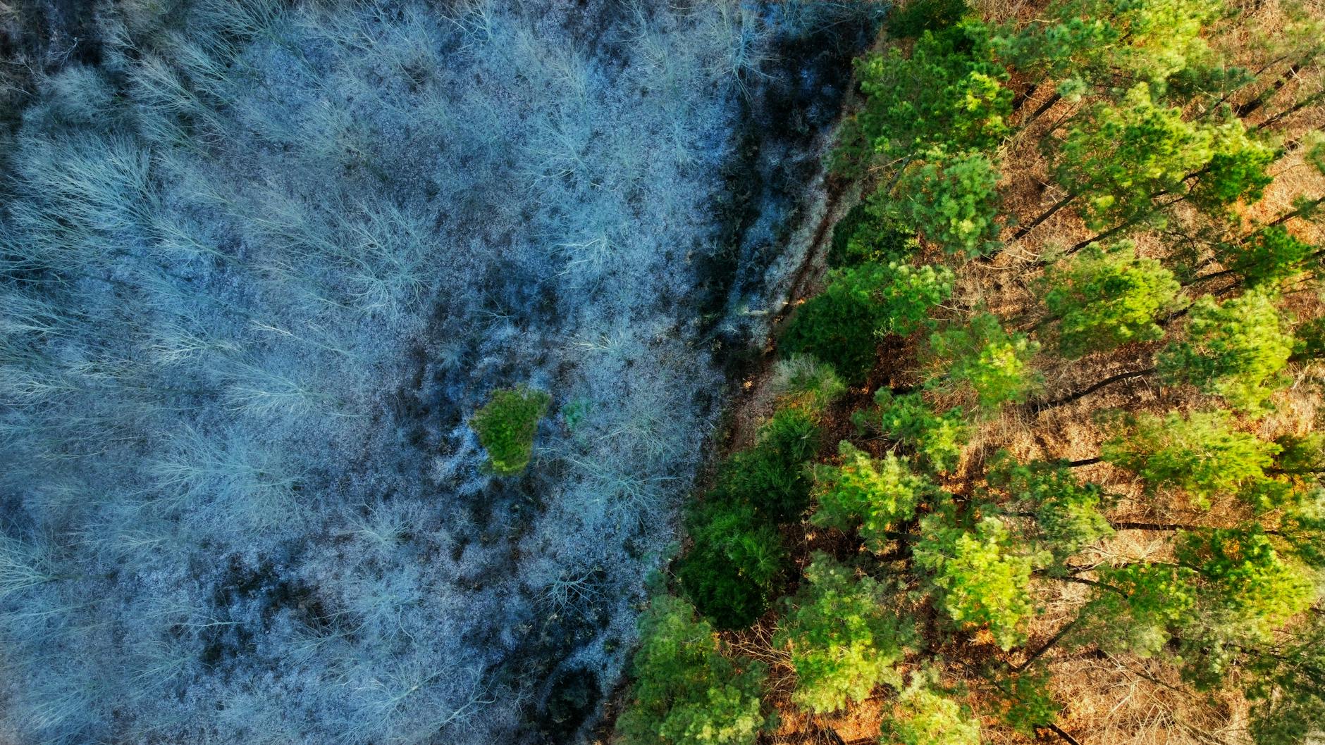 drone shot of trees