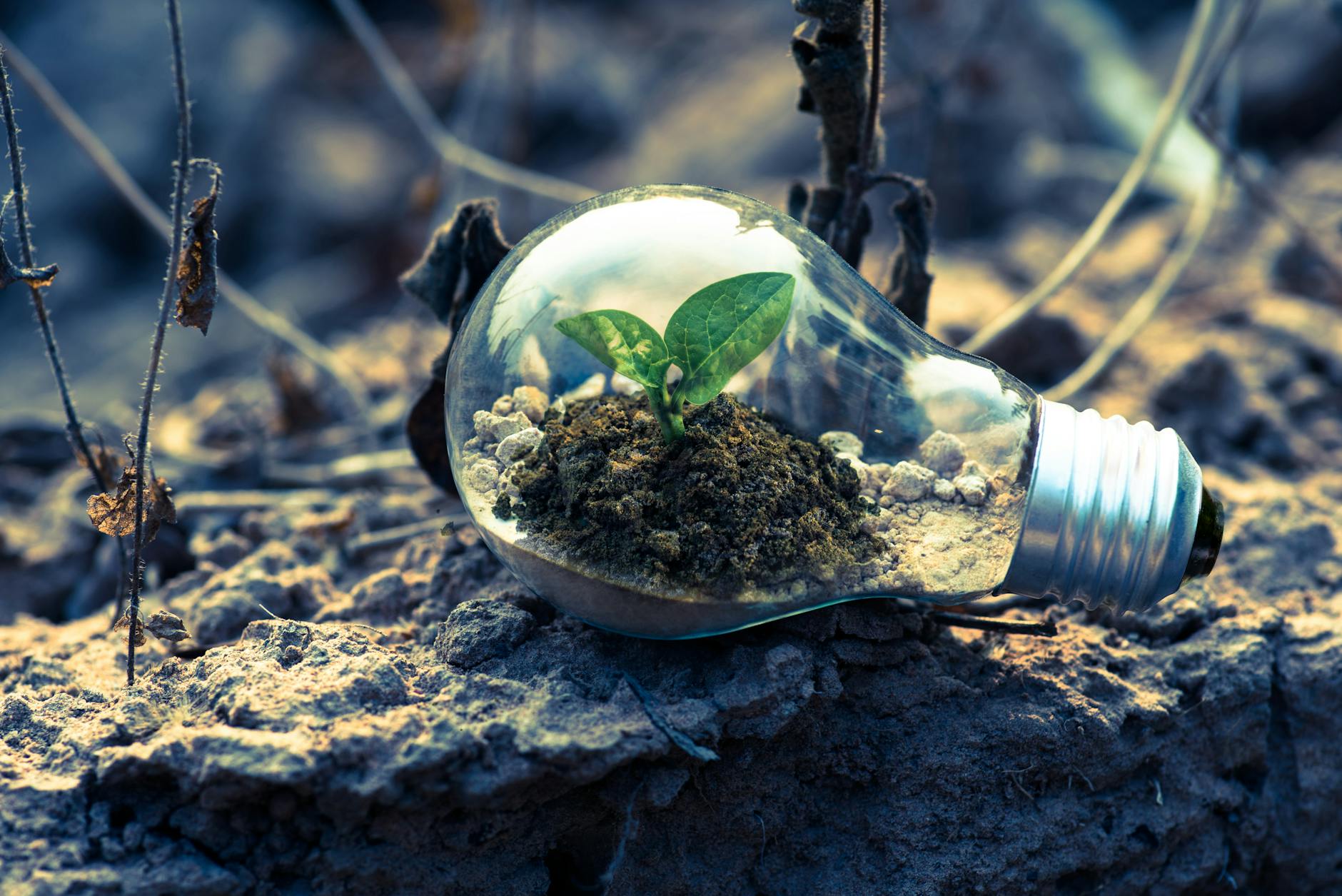 clear light bulb planter on gray rock, evoking: natural cycles, Wheel of the Year, seasonal traditions, Sabbats, and holidays.
