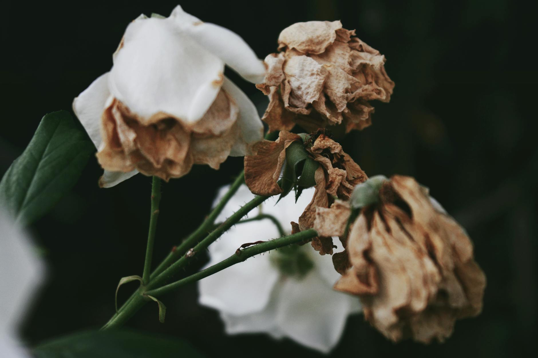 withered flowers, evoking: natural cycles, Wheel of the Year, seasonal traditions, Sabbats, and holidays.
