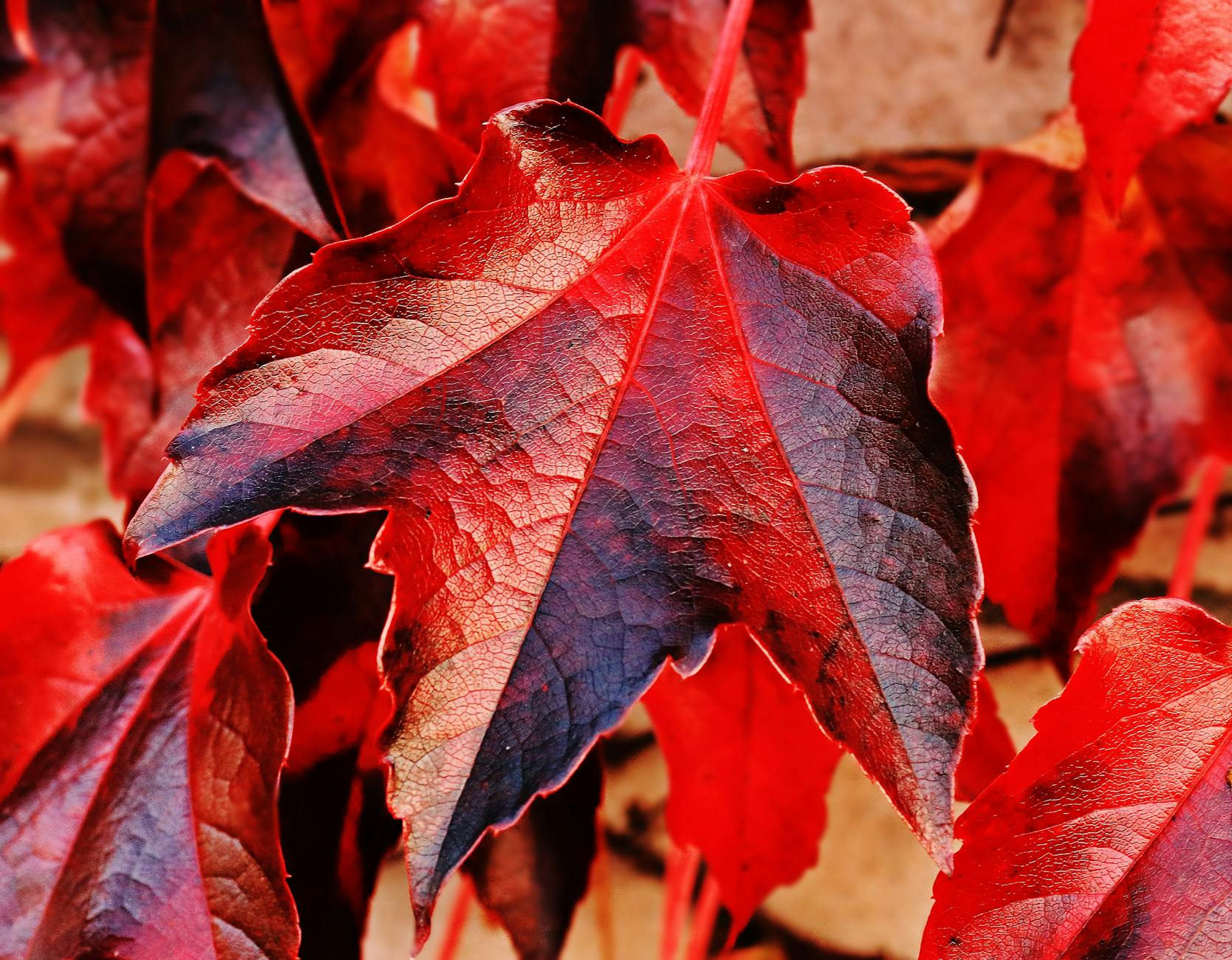 red and brown plant leaf in closeup photo, illustrating: Libra, the Autumn Equinox, balance, harmony, and Hellenistic Astrology