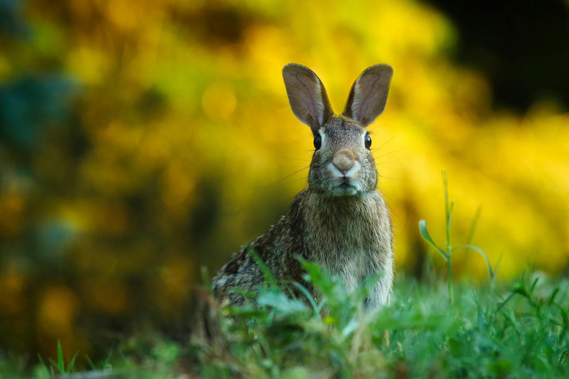 close up of rabbit on field, evoking: natural cycles, Wheel of the Year, seasonal traditions, Sabbats, and holidays.