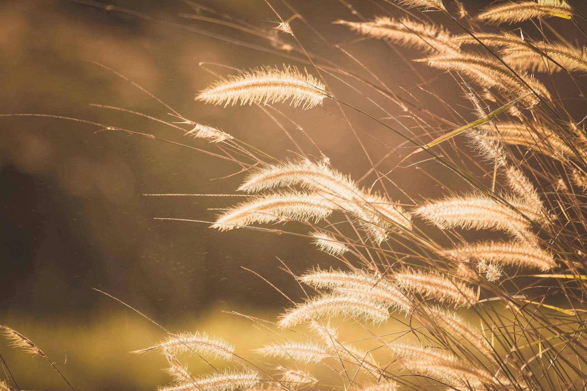 brown grass selective focus photography, evoking: the Wheel of the Year, seasonal cycles, Sabbats, spiritual growth, and living seasonally