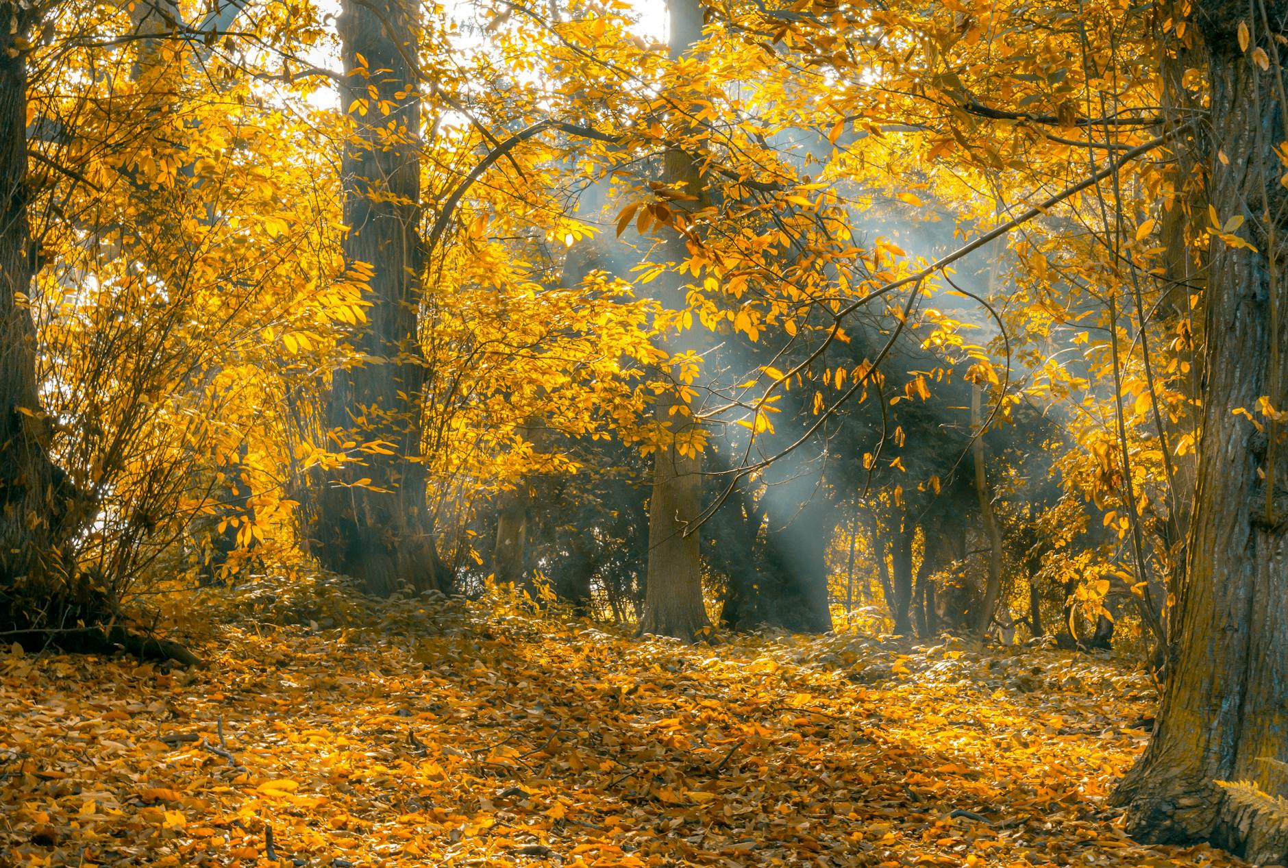 Seasonal Awareness: The Wheel of the Year & Our Wellbeing