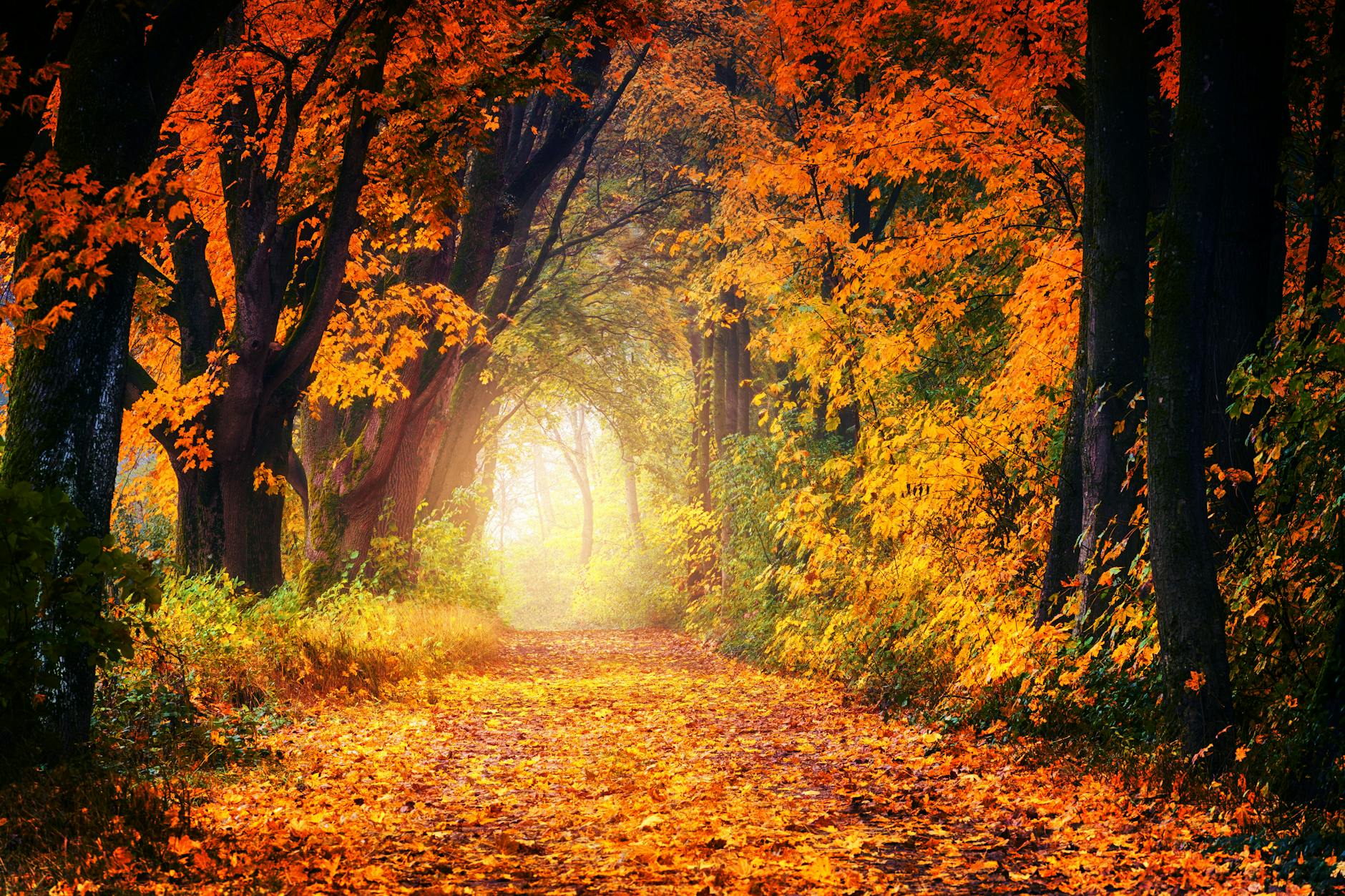 photography of maple trees, evoking: a tarot spread for Samhain, ancestral guidance, transformation, and divination