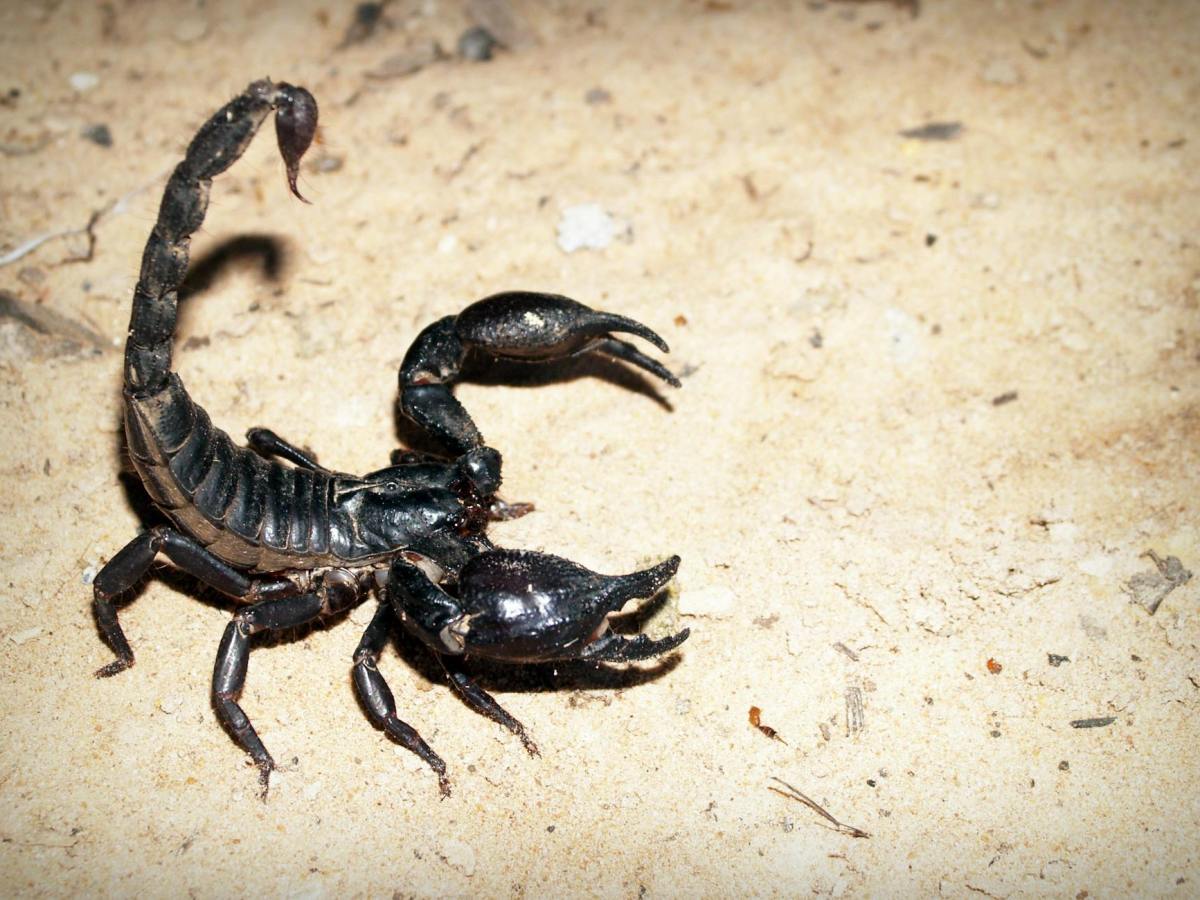 Scorpio & Transformation: Exploring the Depths of Darkness