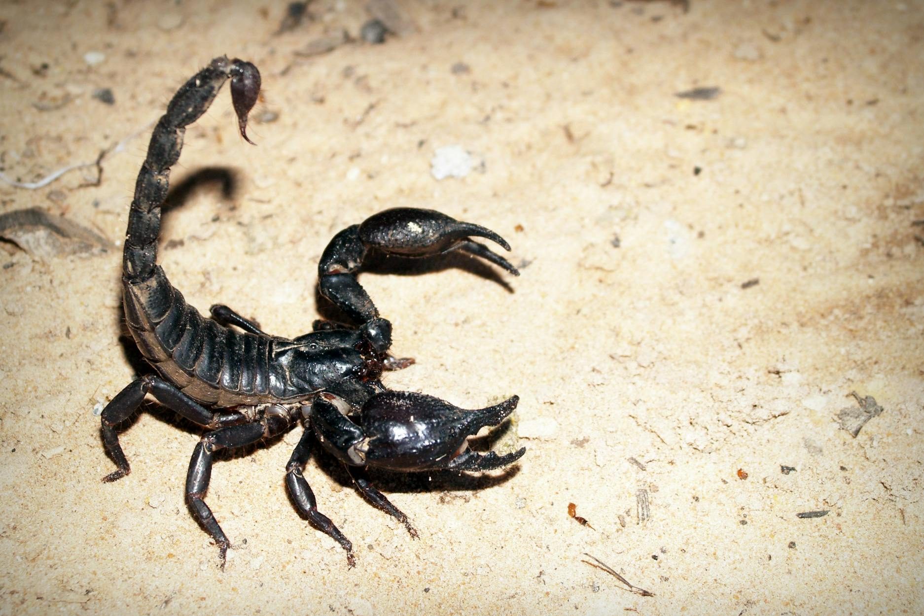 Scorpio & Transformation: Exploring the Depths of Darkness