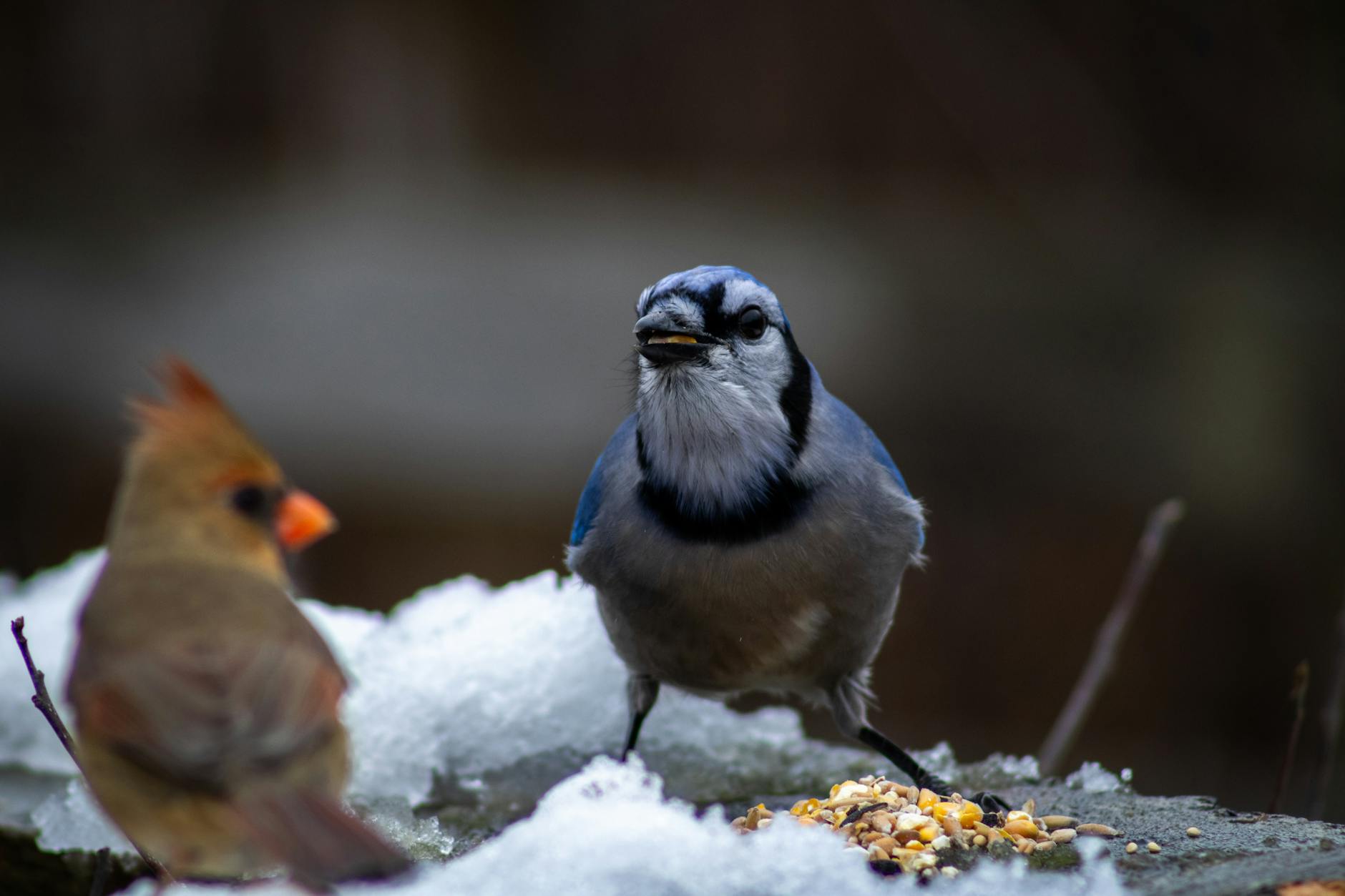 small birds in winter