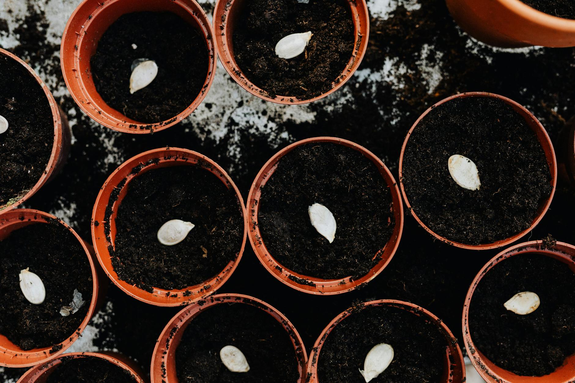top view of white seeds on soil, illustrating: Scorpio, transformation, Scorpio season, Hellenistic astrology, and renewal