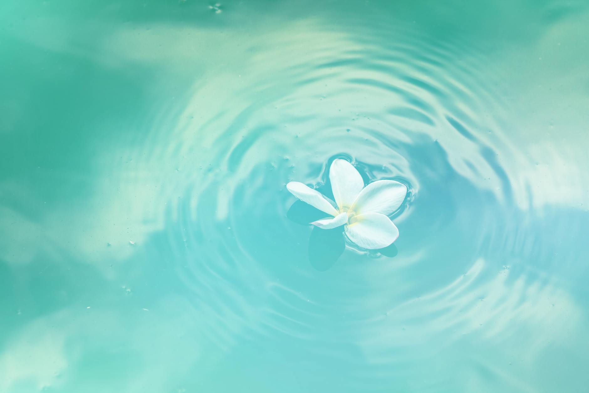 white plumeria flower on water, illustrating: gratitude as a spell, gratitude, manifestation, abundance mindset, and magical words