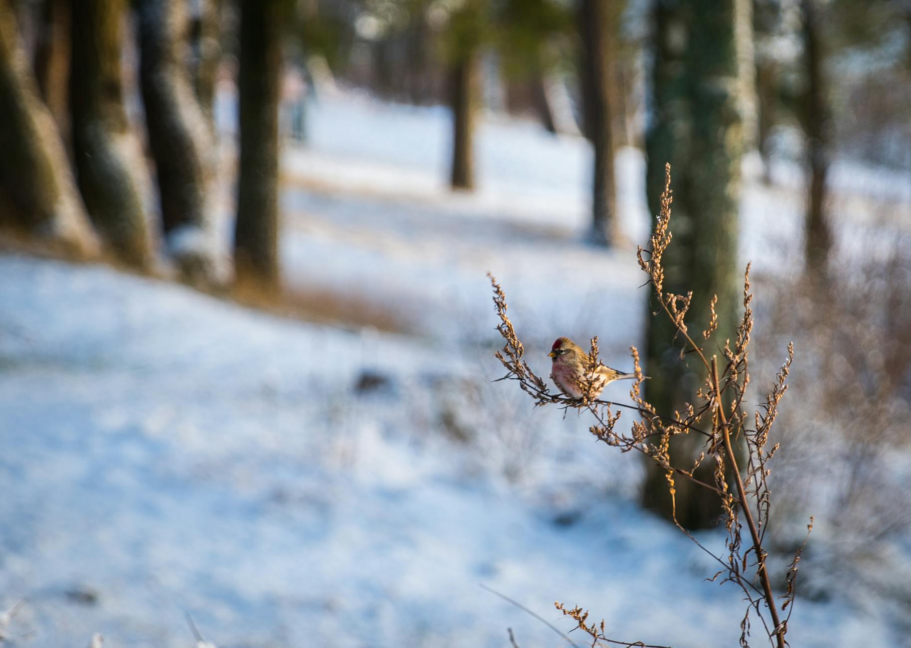 brown bird on brown branch