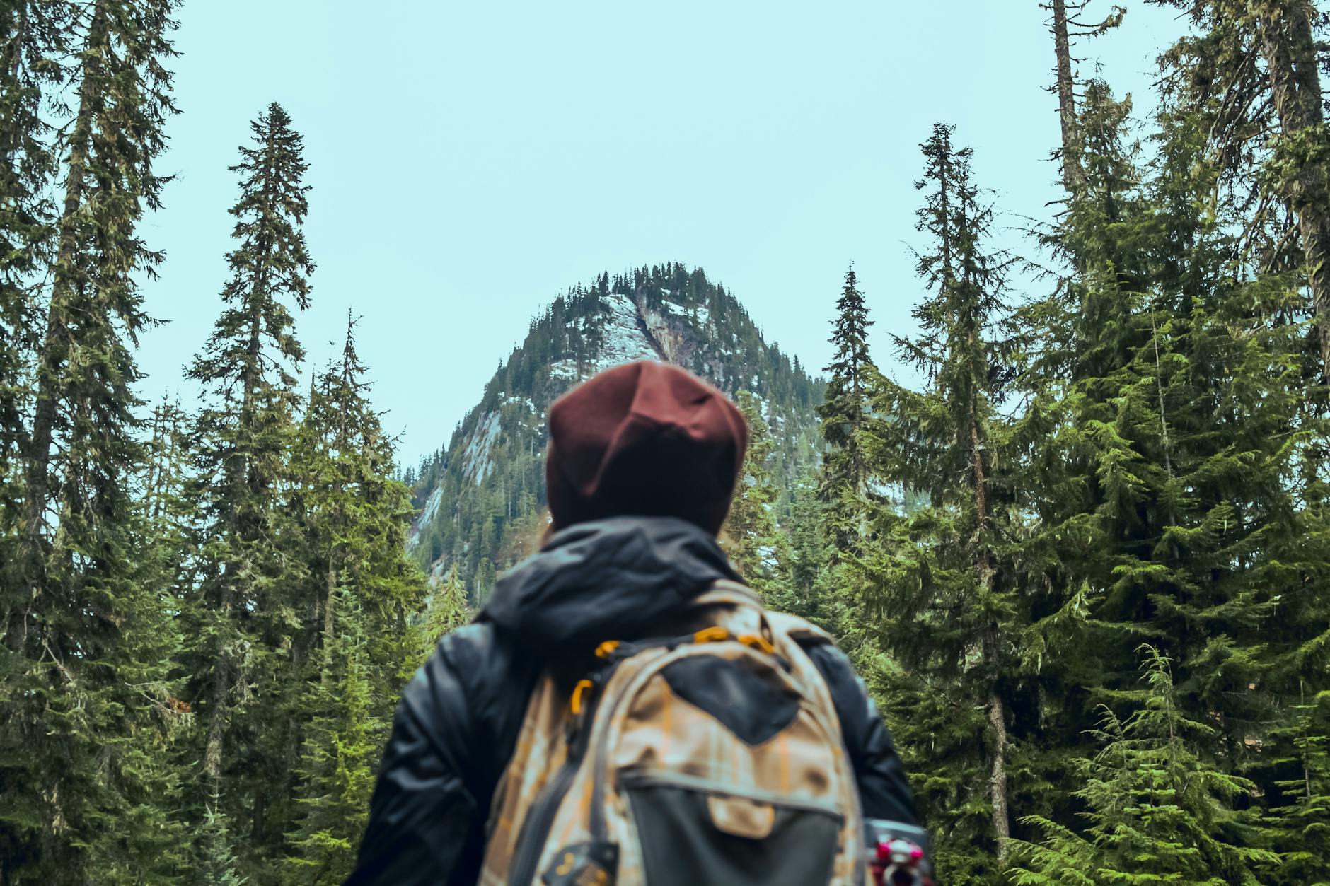 person standing in front of pine trees