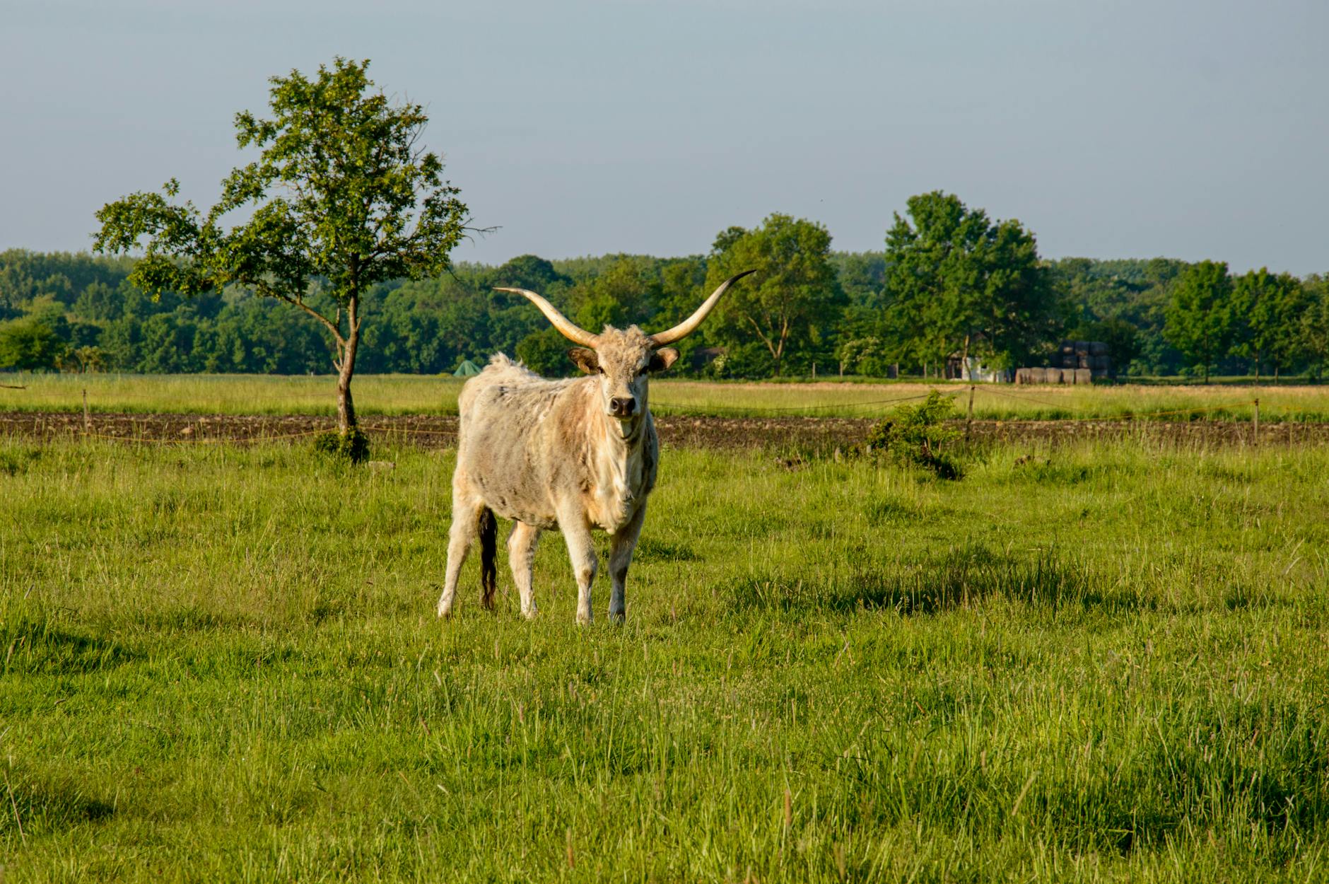 bull on a meadow in sunlight
