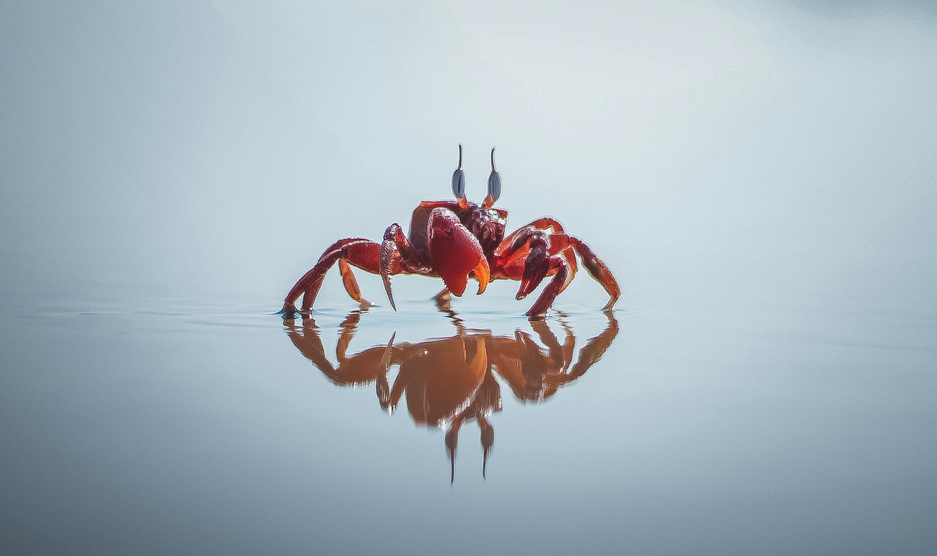 red crab with reflection in water, evoking the cardinal water qualities of the zodiac sign of cancer in Hellenistic astrology
