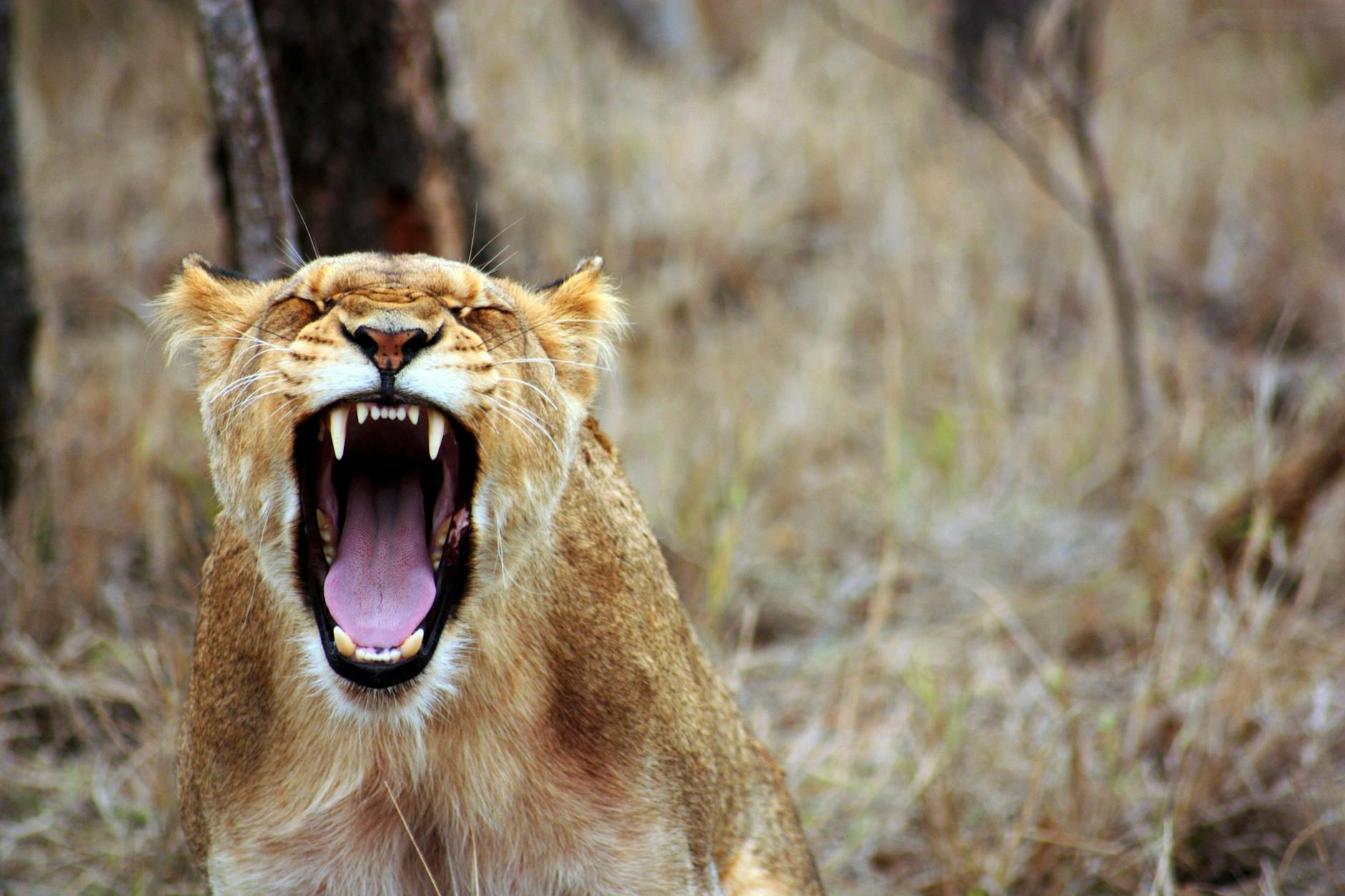 lioness roaring, encouraging reclaiming sovereignty, overcoming conditioning and learned helplessness, gaining confidence and living with authenticity