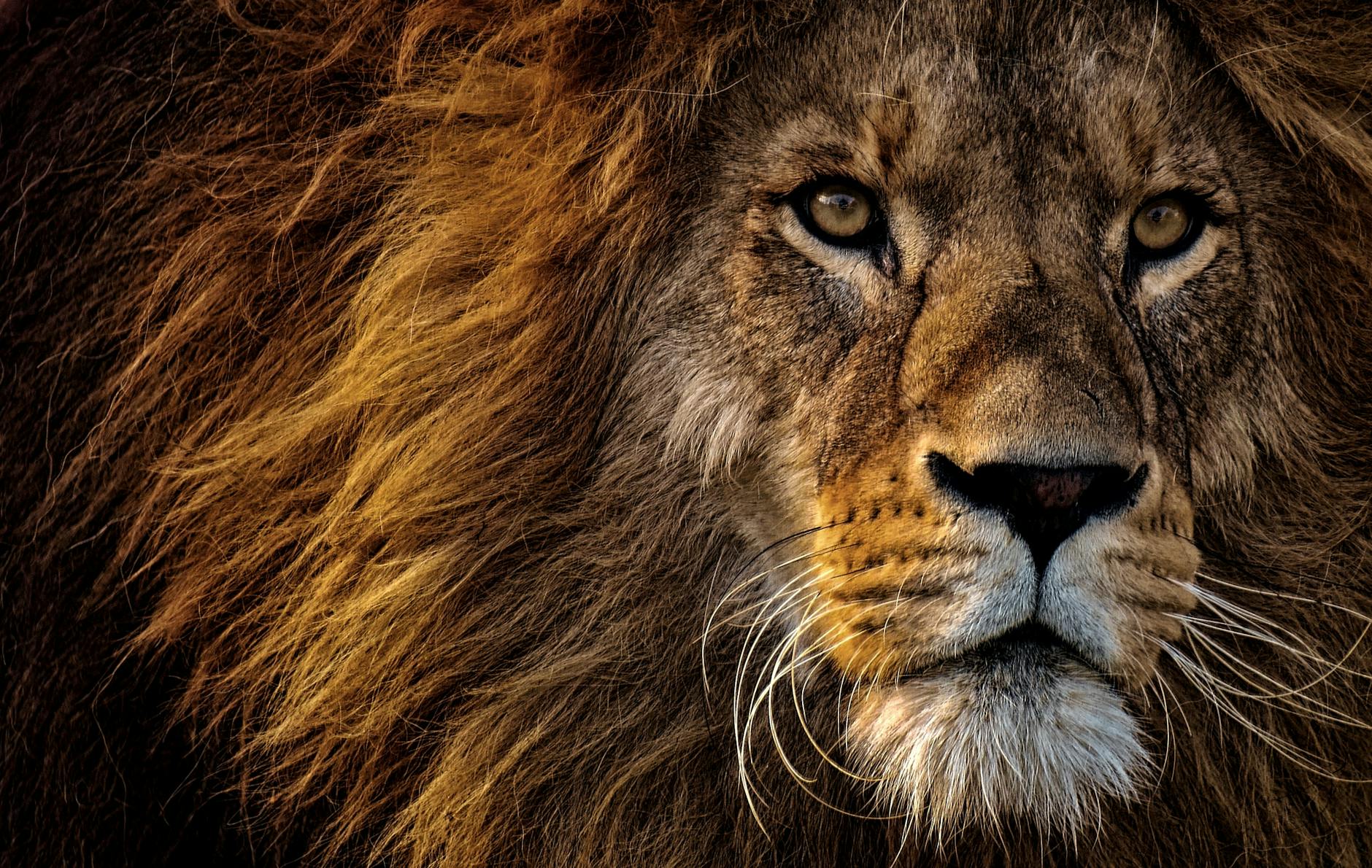 close up photo of lion s head, expressing Leo energy in Leo season as the fixed fire sign is represented by Hellenistic Astrology and the Wheel of the Year