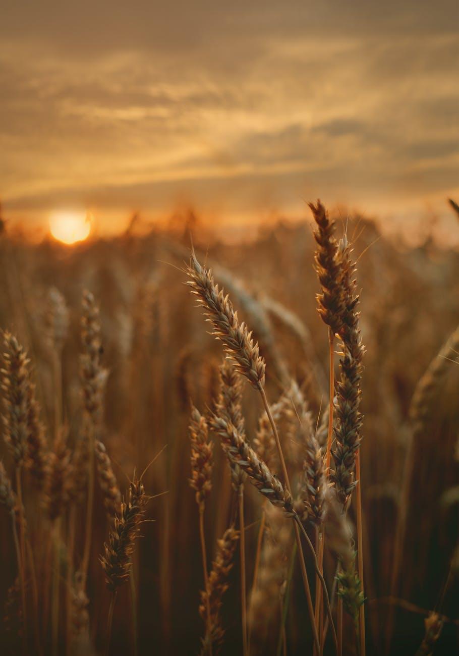close up photo of wheat, illustrating Virgo, Wheel of the Year, Hellenistic Astrology, Mutable Earth, and Virgo Season