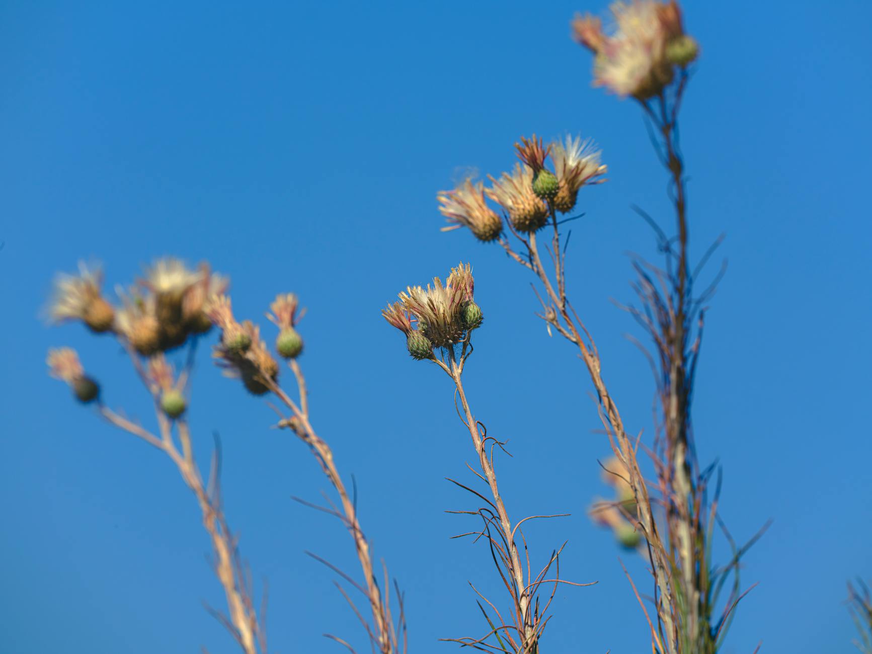 dried thistle flowers against clear blue sky for first harvest, Lammas reflections, celebrating Lughnasadh, summer harvest, gratitude ritual