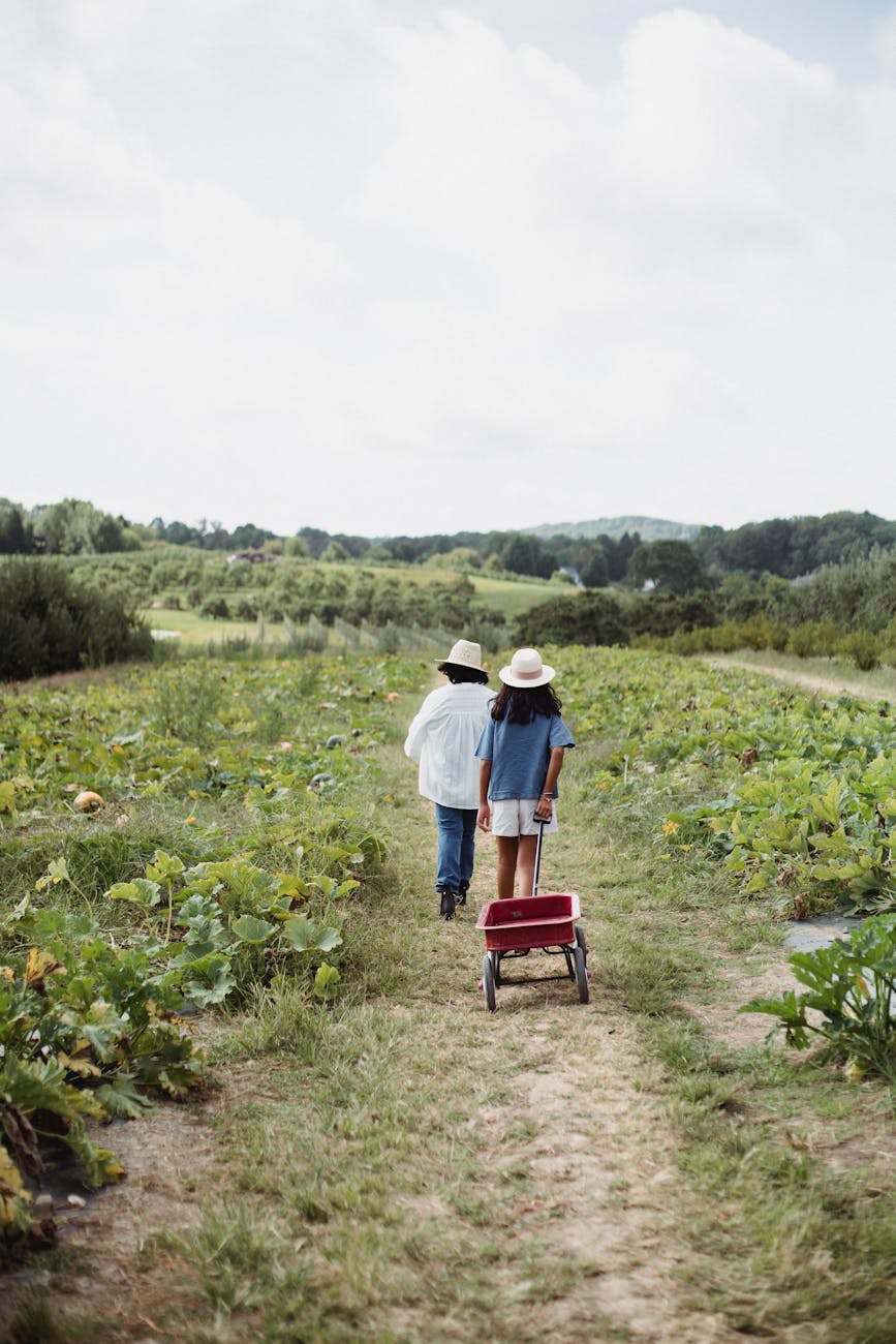 faceless women with wheelbarrow in meadow  for first harvest, Lammas reflections, celebrating Lughnasadh, summer harvest, gratitude ritual