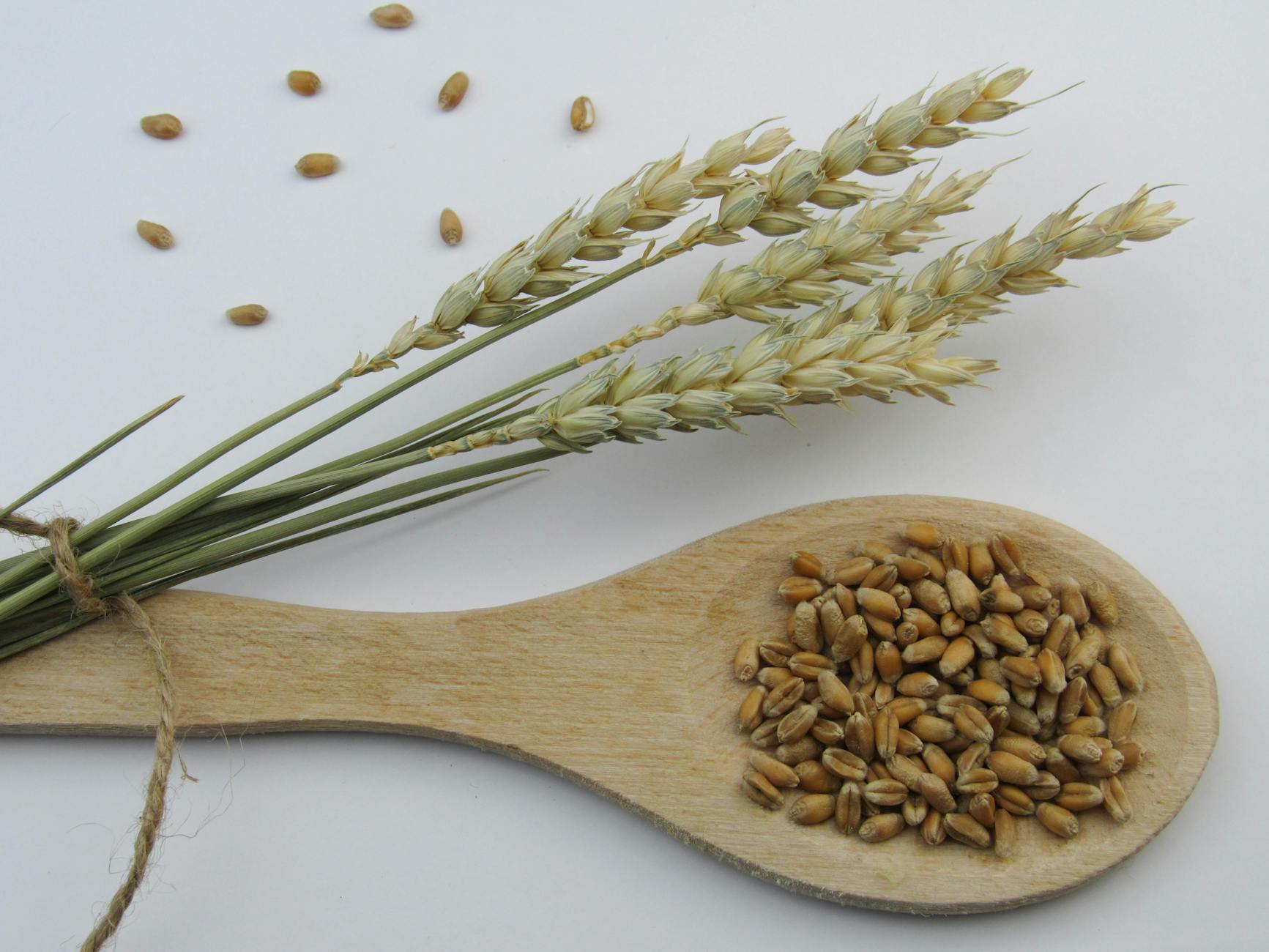 brown wheat on white surface, illustrating: Mabon celebration, harvest bread recipe, autumn equinox recipes, seasonal bread, and a focaccia recipe