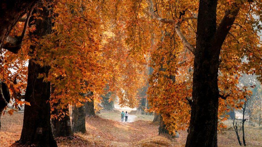 photo of a footpath in an autumn park, illustrating: Mabon celebration, harvest bread recipe, autumn equinox recipes, seasonal bread, and a focaccia recipe