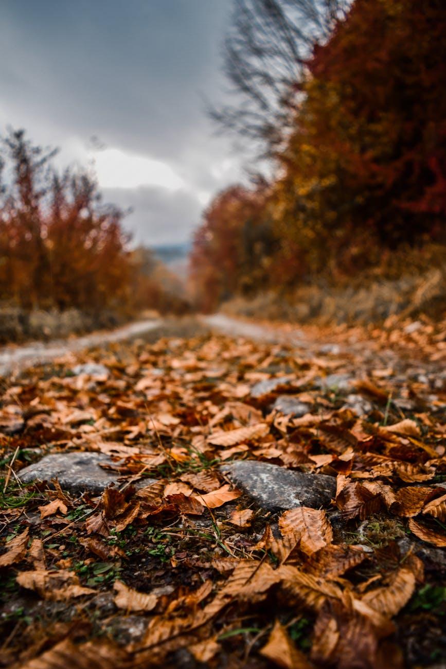 close up photo of fallen leaves, illustrating: Ma'at, Egyptian goddess, Libra archetype, goddess of truth, cosmic harmony, and balance