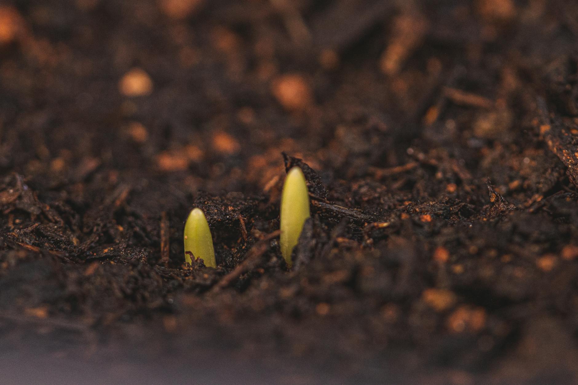 tiny sprouts growing from wet soil, illustrating: Libra, the Autumn Equinox, balance, harmony, and Hellenistic Astrology