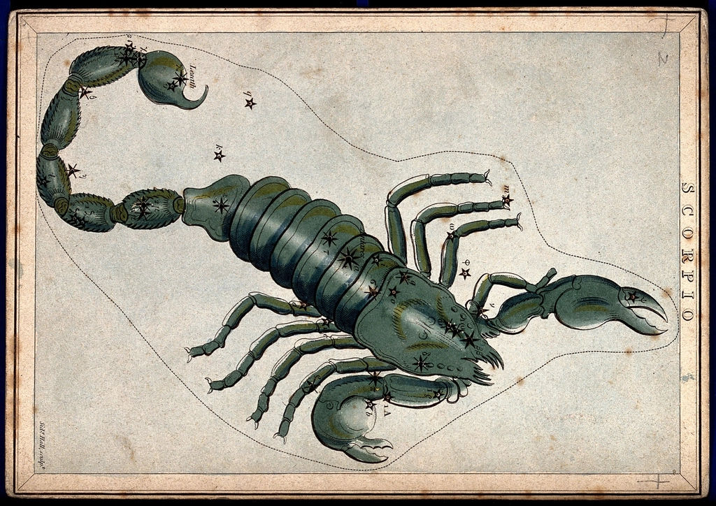Astrology: signs zodiac, Scorpio. Coloured, illustrating: Scorpio, transformation, Scorpio season, Hellenistic astrology, and renewal