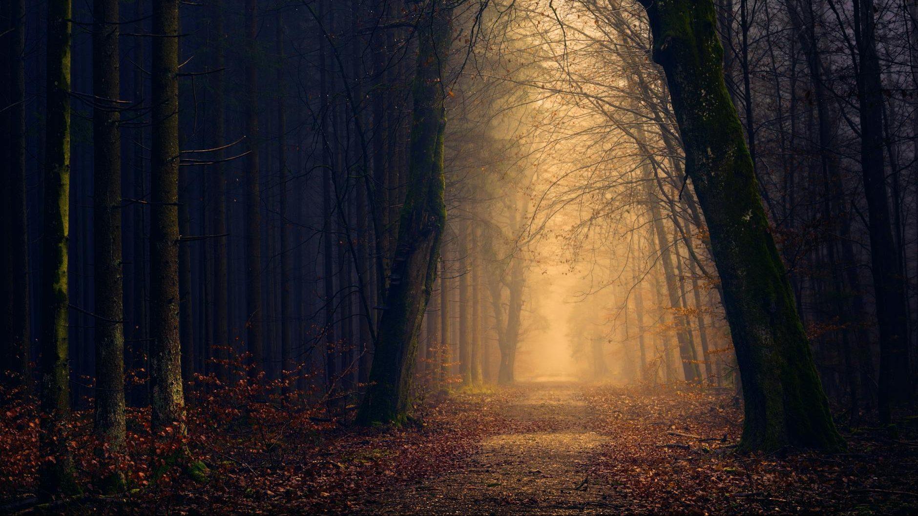 trees near pathway in autumn, evoking: Persephone, Greek goddess, transformation, Scorpio season, and Autumn themes