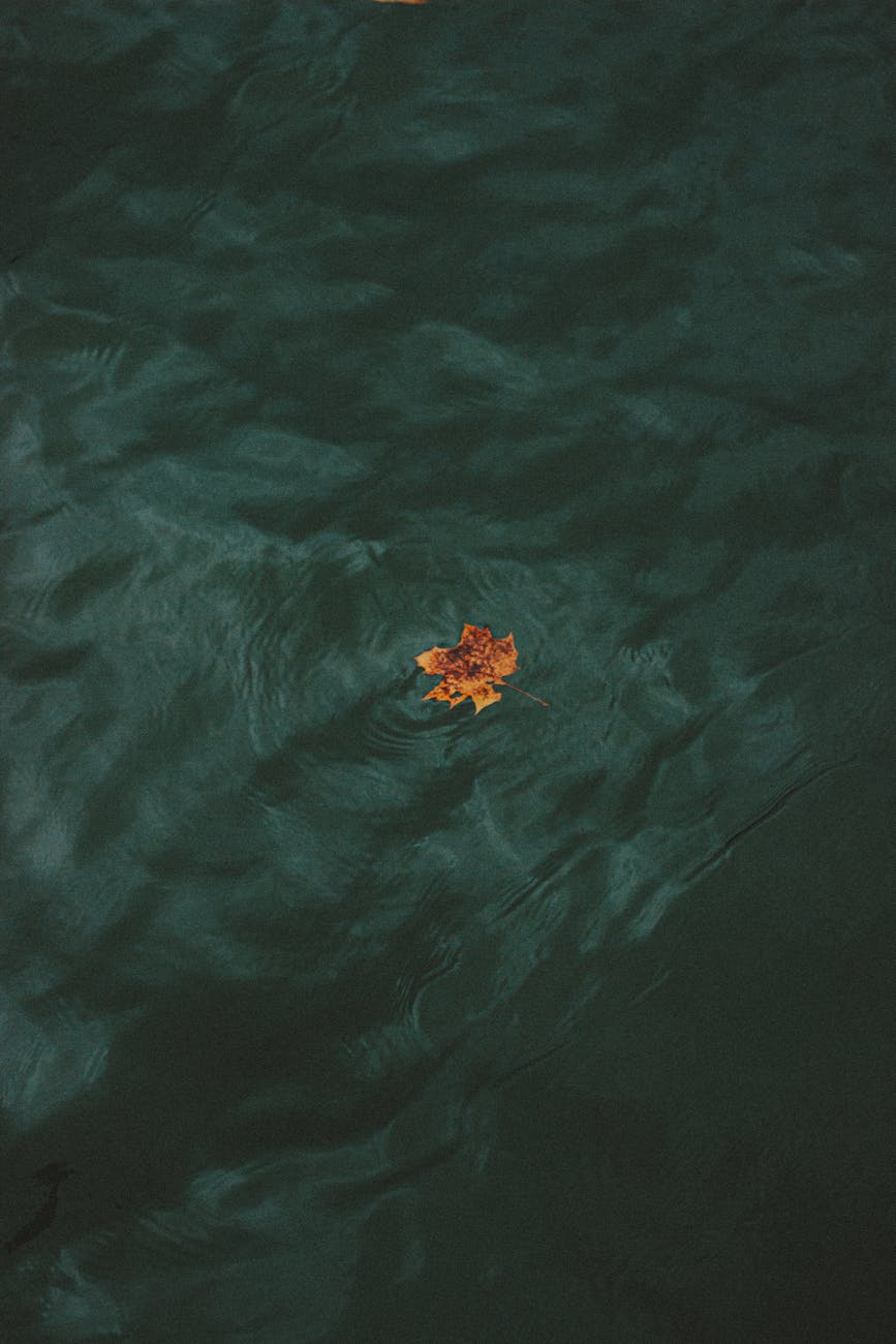 single fallen leaf floating in water, illustrating: Scorpio, transformation, Scorpio season, Hellenistic astrology, and renewal
